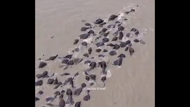 ELEPHANT HERD