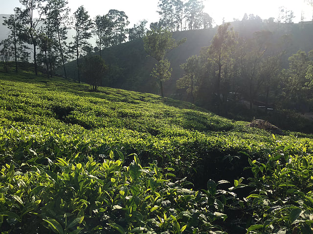 തേയിലത്തോട്ടങ്ങള്