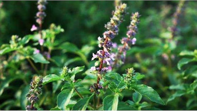 tulsi water for weight loss