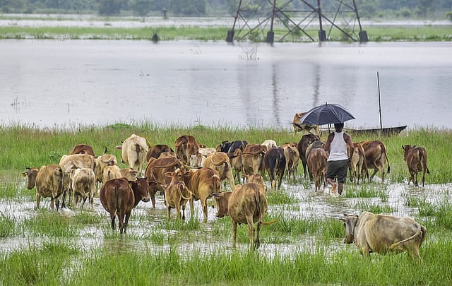 മോറിഗാവ് ജില്ലയിലെ കുച്ചിയാനിയിൽ വെള്ളപ്പൊക്ക ബാധിത പ്രദേശത്തുകൂടി കന്നുകാലിക്കൂട്ടവുമായി പോകുന്ന കര്ഷകന്.