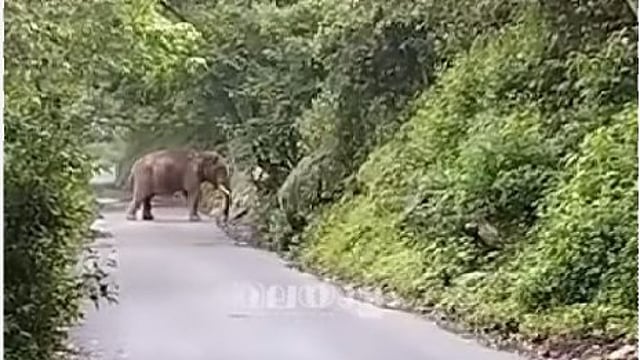 kabali