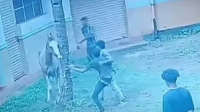 ഗർഭിണിയായ കുതിരയെ തല്ലിയ സംഭവം; ഒരാൾ അറസ്റ്റിൽ