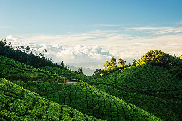 കൊളുക്കുമല ടീ എസ്റ്റേറ്റ്