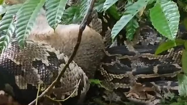ശബ്ദം കേട്ടു നോക്കിയ വീട്ടുകാര് ഞെട്ടി, കുറുനരിയെ ചുറ്റിവരിഞ്ഞ് കൂറ്റന് പെരുമ്പാമ്പ്
