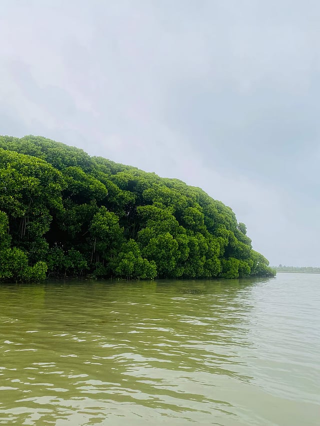 ചേറ്റുവയിലെ കണ്ടൽക്കാട്