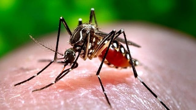 Zika cases