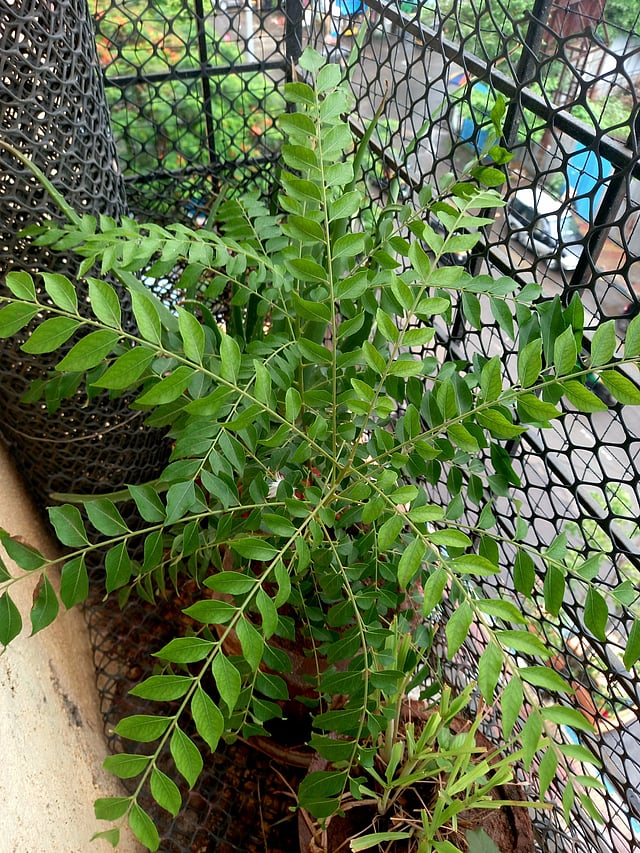 curry leaves