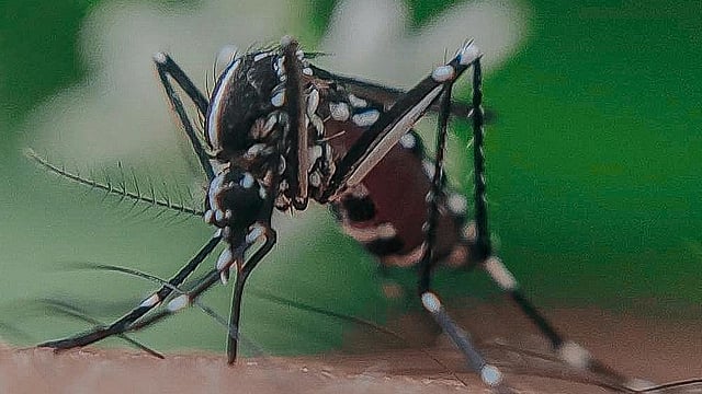 ആലപ്പുഴയിൽ വെസ്റ്റ് നൈൽ പനി; ജാഗ്രത നിർദേശം പുറപ്പെടുവിച്ച് ആരോഗ്യ വകുപ്പ്