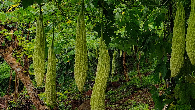 പാവയ്ക്ക