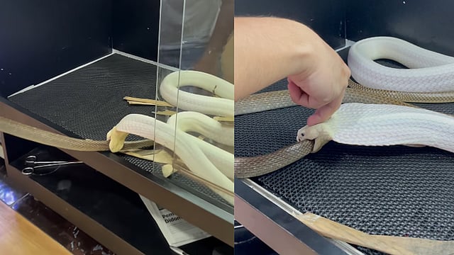 Rare white king cobra