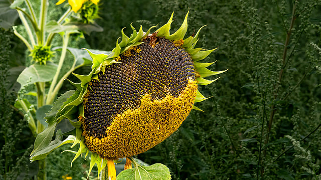sunflower seeds
