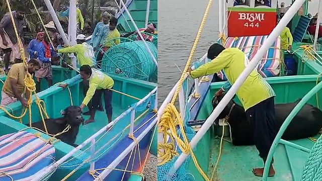 തൃശൂരില്‍ കടലില്‍ ഒഴുകി പോയ പോത്തിനെ രക്ഷിച്ചു-വീഡിയോ