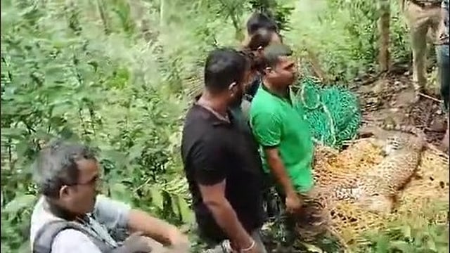 കാസര്കോട് പന്നിക്കെണിയില് കുടുങ്ങി പുലി ചത്തു, വിഡിയോ