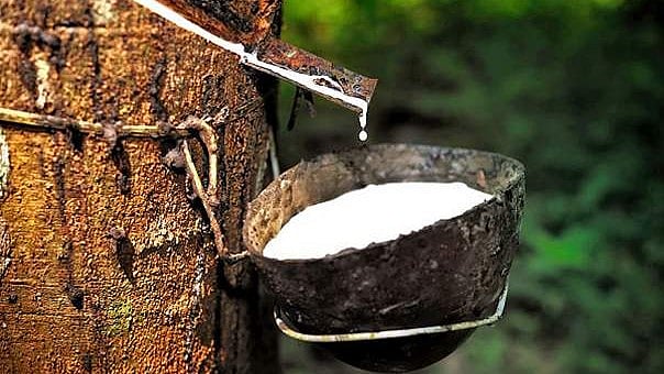 റബ്ബര് കർഷകർക്ക് 75,000 രൂപ ധനസഹായം! കൃഷി വകുപ്പിന്റെ 'കേര' പദ്ധതി