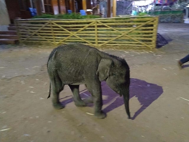 ആനക്കുട്ടി