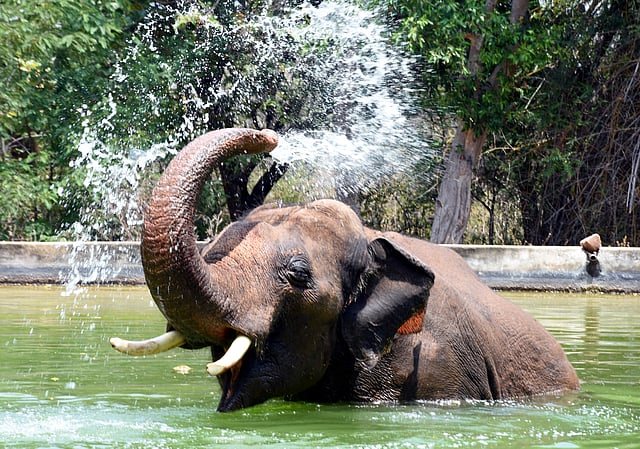 ആന