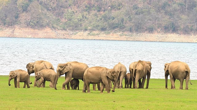 ആനകള് നദിക്കരയില്