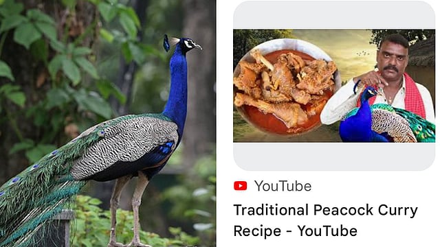 'പരമ്പരാഗത മയിൽ കറി റെസിപ്പി'യുമായി യൂട്യൂബർ; വിഡിയോ വൈറലായതോടെ കേസെടുത്ത് പൊലീസ്