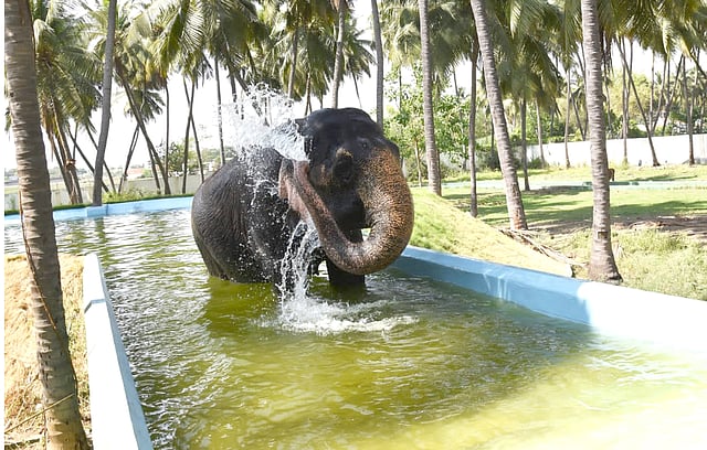 ആന