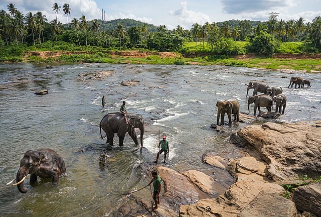 കാട്ടിലെ കരുത്തർ