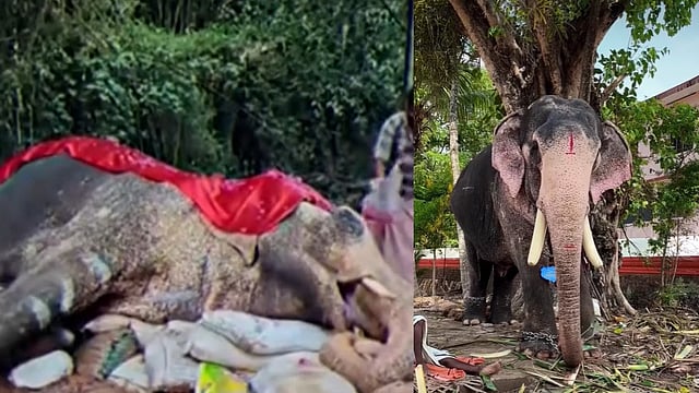 'കളഭകേസരി' പുതുപ്പള്ളി അർജുനൻ ചെരിഞ്ഞു; സംസ്കാരം നാളെ