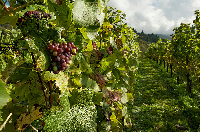 GRAPES