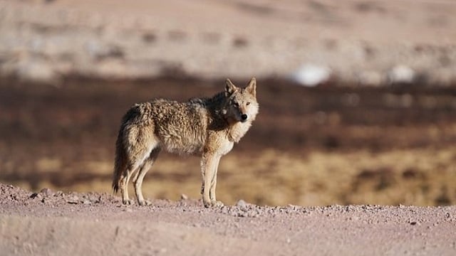 wolves