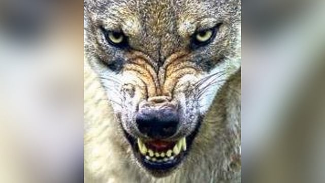 Revenge tendency among wolves behind spate of attacks in UP's Bahraich