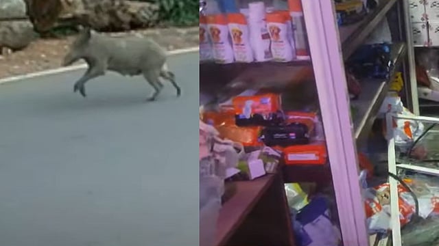pig attack