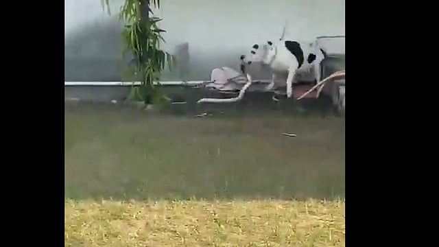 Pit Bull Saves Children By Killing King Cobra