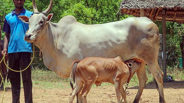 നാടന്‍ പശുക്കള്‍ ഇനി 'രാജ്യമാതാ-ഗോമാതാ'; ഉത്തരവിറക്കി മഹാരാഷ്ട്ര സര്‍ക്കാര്‍