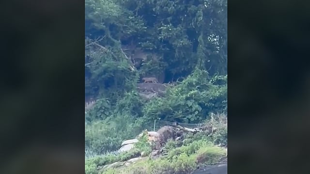 leopard found