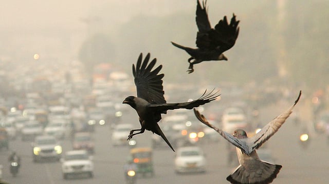 Delhi engulfed in smog