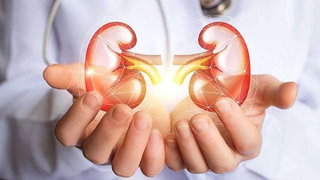kidney