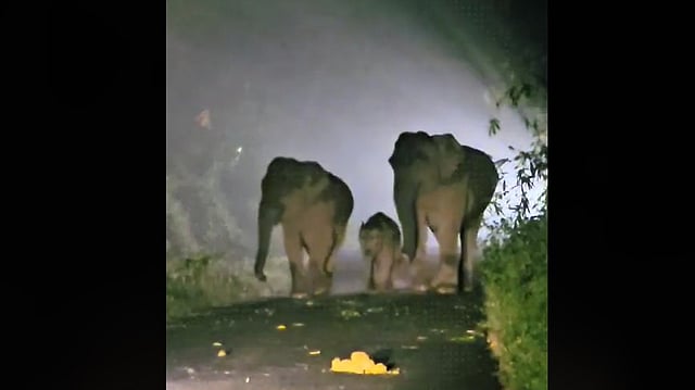 herd of wilde elephants standing in the middle of the road on Vazhachal; MLA Sanish Kumar was stuck for an hour
