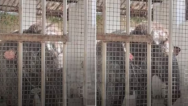 two people, were trampled to death by a temple elephant in Thoothukudi