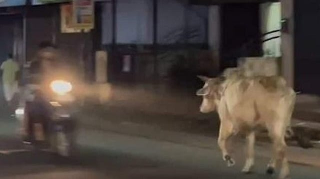 Bull runs wild in Kanjirappally; knocks down scooter rider