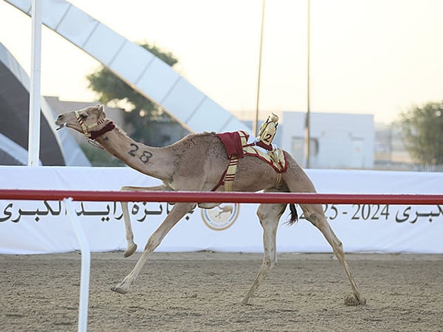 camel race