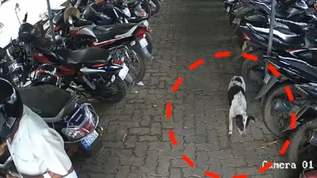 13 പേരെ കടിച്ച തെരുവുനായ