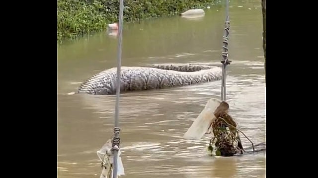 Thailand Snake Video