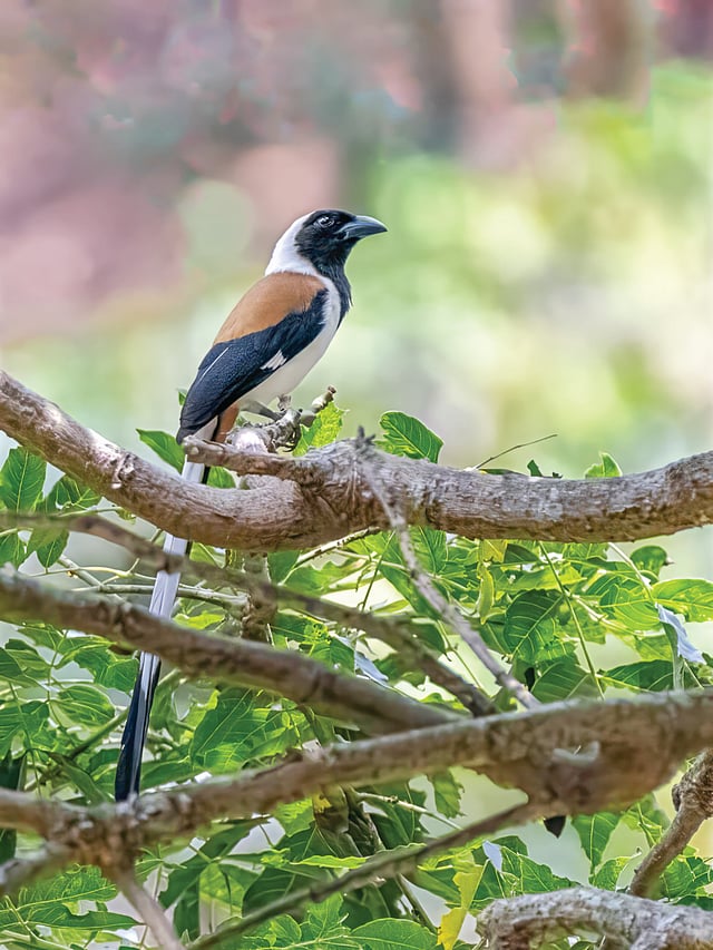കാട്ടൂഞ്ഞാലി