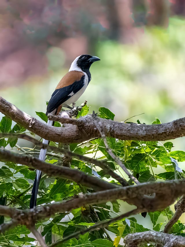 കാട്ടൂഞ്ഞാലി