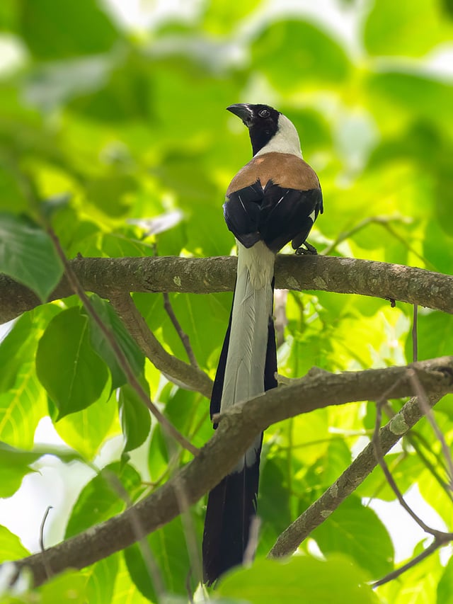 കാട്ടൂഞ്ഞാലി