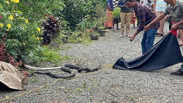 കണ്ണൂരില് വീട്ടിലെ കിണറ്റില് 12 അടി നീളമുള്ള രാജവെമ്പാല, ഭയന്ന് വീട്ടുകാര്; സാഹസികമായി പിടികൂടി- വിഡിയോ