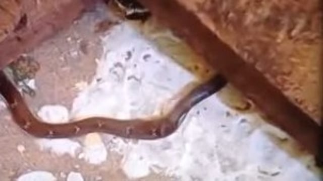 7th class student was bitten by a snake