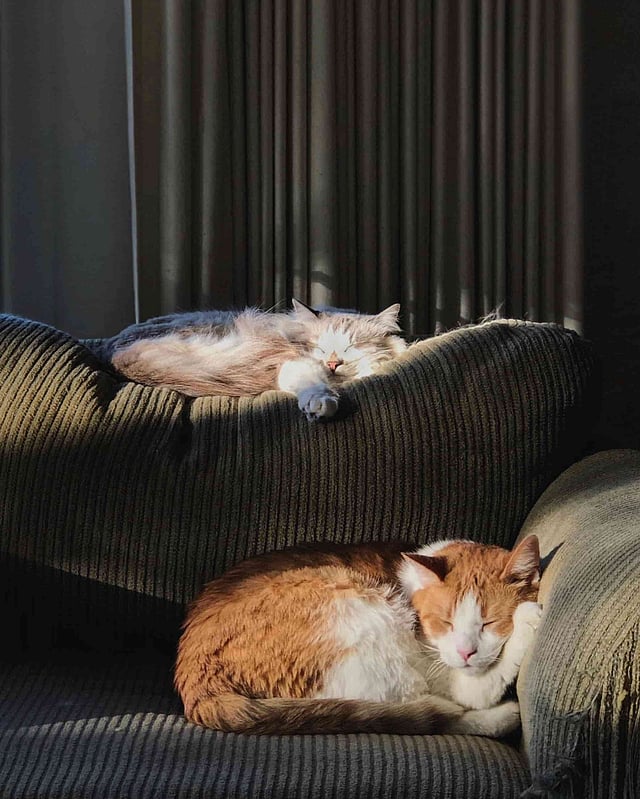cats diabetes