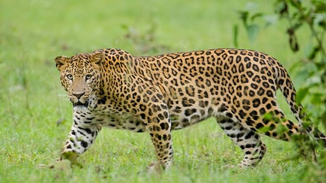leopard on campus; Infosys employees in Mysuru asked to work from home