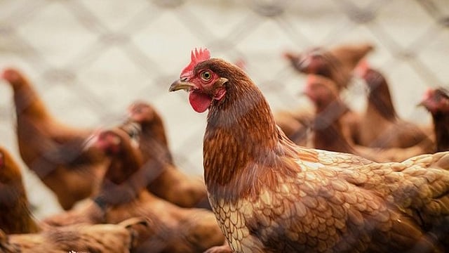 bird flu