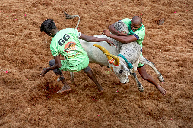 തമിഴ്നാട്ടിലെ വിവിധ സ്ഥലങ്ങളിൽ പൊങ്കൽ നാളുകളിലാണ് ഈ വിനോദം അരങ്ങേറുന്നത്
