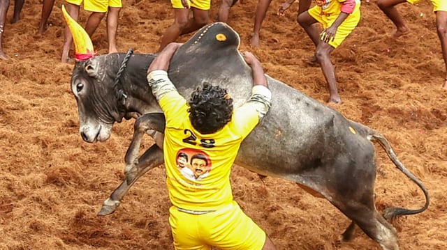 മധുരയ്ക്കു സമീപമുള്ള അലങ്കാനല്ലൂരാണ് ജല്ലിക്കെട്ടിന് ഏറ്റവും പ്രശസ്തിയാർജിച്ച സ്ഥലം